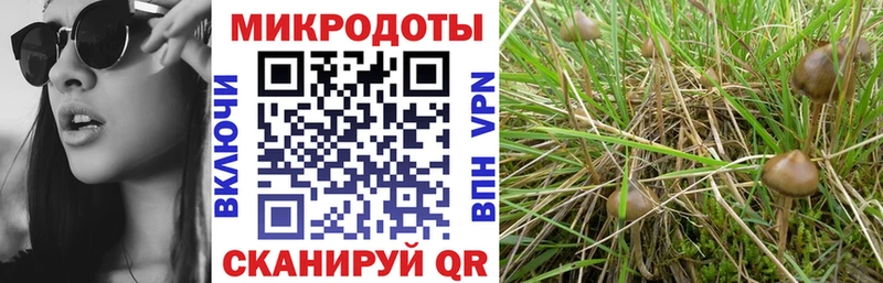 Псилоцибиновые грибы прущие грибы  Теберда 